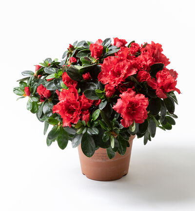 Rød azalea Rød azalea